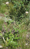 A Fringed thistle surrounded by various other plants  