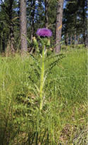A single Drummond's thistle located in grass  