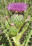 A Drummond's thistle with a pink purple flower head  