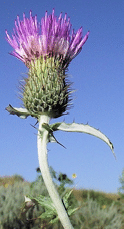 A close-up of a Flodman's thistle with a pink flower head  