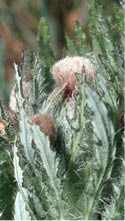 An Elk thistle with a white flower head  
