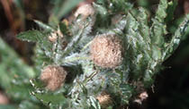 A close-up of an Elk thistle  