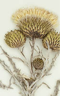 A dried Prarie thistle placed on a white background  