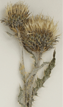 A dried Graygreen thistle placed on a white background  