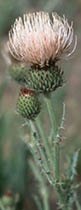 A close-up view of a Graygreen thistle with a white flower head  