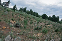 A dry meadow with sagebrush and thistles  