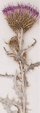 A dried Flodman's thistle placed on a white background  