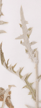 Dried Flodman's thistle leaves placed on a white background  