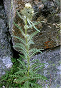 A White thistle with large boulders in the background  