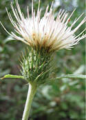 A close-up of a Greene's thistle with a white flower head  
