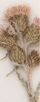 A dried Greene's thistle placed on a white background  