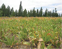 A field of plants and vegetation  