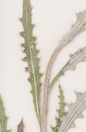 A dried Greene's thistle leaf placed on a white background  