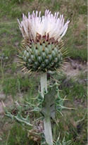 A close-up view of a Yellowspine thistle with a light purple and white flower head  