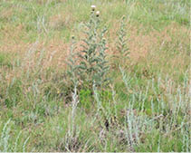 Yellowspine thistles in a grassfield  
