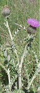 A Yellowspine thistle amongst grass  