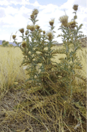 A Yellowspine thistle  