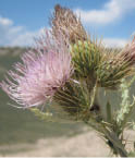 A close-up view of a Beaver Rim thistle  