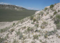 A wide plain with sand, dirt, and thistles  
