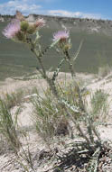 Two Beaver Rim thistles with a field in the background  