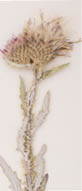 A dried Beaver Rim thistle placed on a white background  