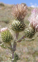 A close-up of a Wyoming thistle with light purple flower heads  