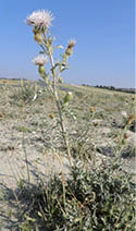 A Wyoming thistle in flatlands  