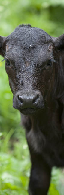 Close-up photo of a black angus calf 