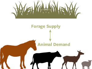 Comparing forage supply to animal demand  