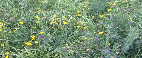 photo of meadow with birdsfoot trefoil, alfalfa, and meadow bromegrass