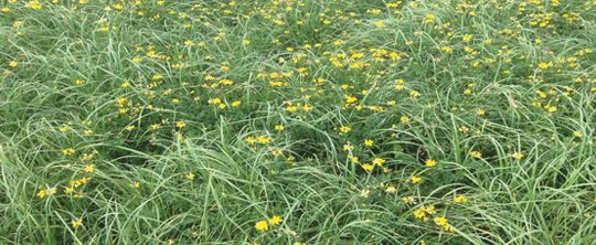 photo of meadow of birdsfoot trefoil and meadow bromegrass
