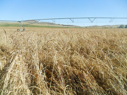 photo of Siberian millet