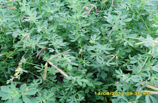 Photo of birdsfoot trefoil taking over from the weeds after a first cutting.