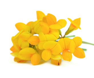cutout photo of birdsfoot trefoil flowers