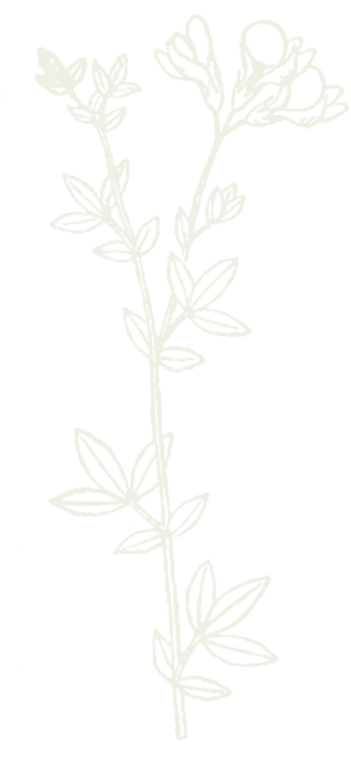 background illustration of birdsfoot trefoil