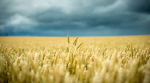 Grain field under cloudy blue sky