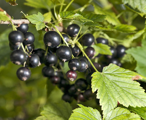 Black currants hanging on the branch