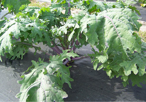 Red kale growing through black weed barrier