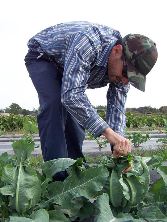 Man in striped blue shirt and blue pants and camo baseball cap inspecting cauliflower in a field 