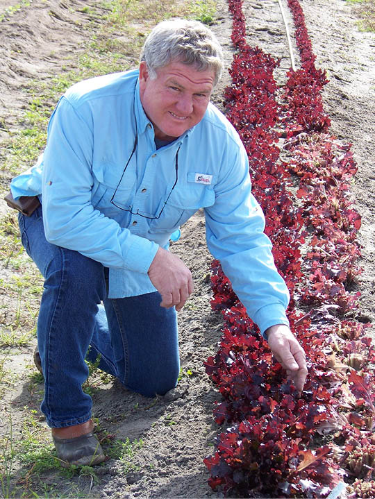 Man in blue shirt and blue jeans in field next to row of red leaf lettuce