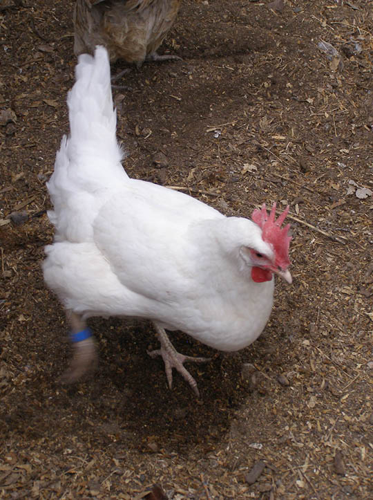 White chicken