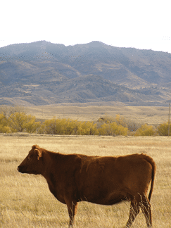 Beef cow in yellow field