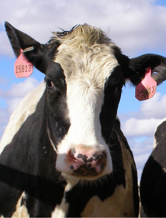 Dairy cow with ear tags