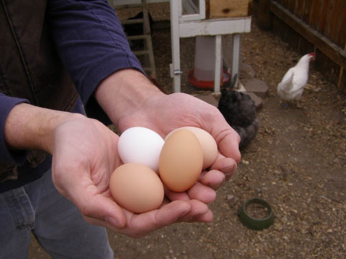 Man holding 4 eggs with chickens in background