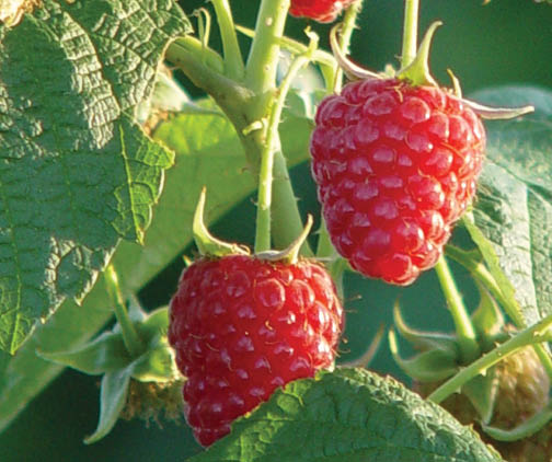 red raspberries on vine