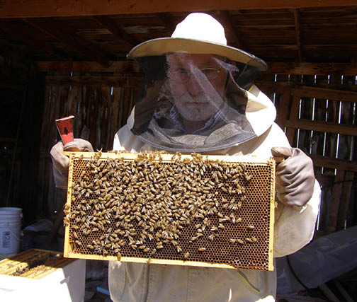 Beekeeper wearing traditional beekeeper protective clothing holding a honeycomb structure covered in bees