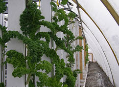 Kale growing in vertical garden in a hoop house
