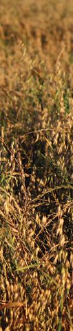 Sidebar photo of dried grass oats