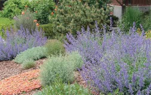 photo of drought tolerant plants in a garden