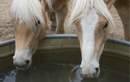 photo of two horsed drinking out of a stock tank